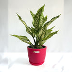 Aglaonema Snow White