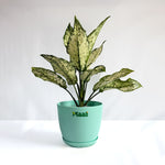 Aglaonema Snow White