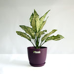 Aglaonema Snow White
