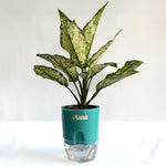 Aglaonema Snow White