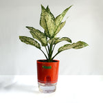 Aglaonema Snow White