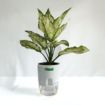 Aglaonema Snow White