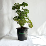 Aralia Dwarf