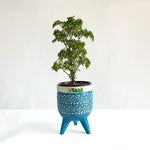 Aralia Dwarf