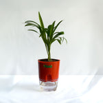 Areca Palm