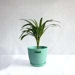 Areca Palm