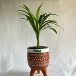 Areca Palm