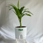 Areca Palm