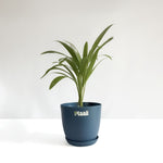Areca Palm