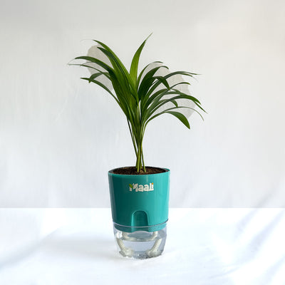 Areca Palm
