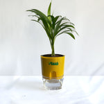 Areca Palm