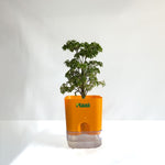 Aralia Dwarf