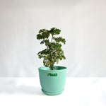 Aralia Dwarf