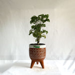 Aralia Dwarf