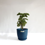 Aralia Dwarf