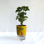 Aralia Dwarf