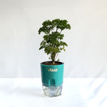 Aralia Dwarf