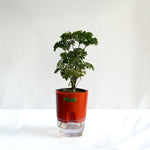 Aralia Dwarf