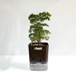 Aralia Dwarf