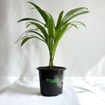 Areca Palm
