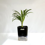 Areca Palm