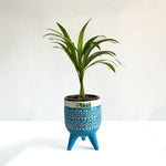 Areca Palm
