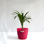 Areca Palm