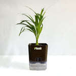 Areca Palm