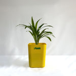 Areca Palm