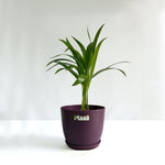 Areca Palm