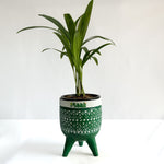 Areca Palm