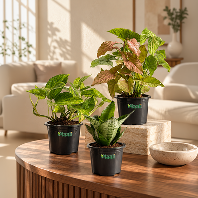 Set of 3 Easy Care Indoor Plants