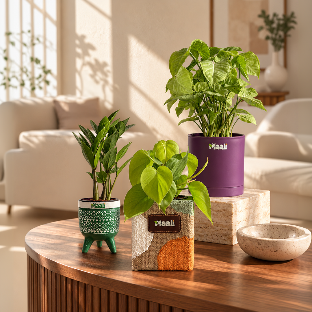 PREMIUM DECOR PLANT BUNDLE