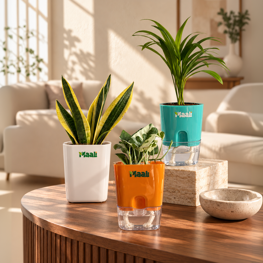 AIR PURIFYING PALNTS BUNDLE