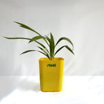 China Palm