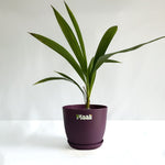 China Palm
