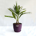 China Palm