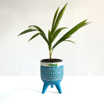 China Palm