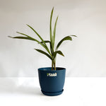 China Palm