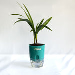 China Palm