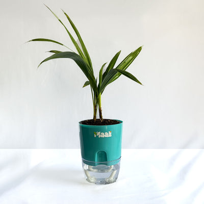 China Palm