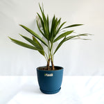 China Palm