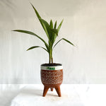 China Palm