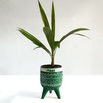 China Palm