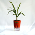 China Palm