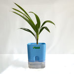 China Palm