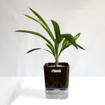 China Palm