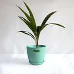 China Palm