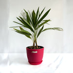 China Palm