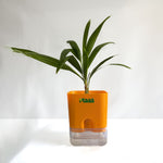 China Palm